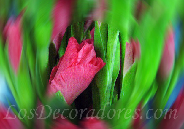 Gladiolas cerradas fucsia